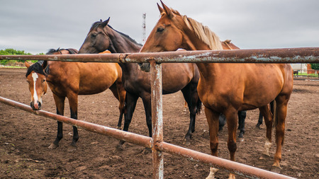 Beautiful horses in pen on farm eat hay, cute domestic animal in livestock in rural countryside, tonedの写真素材
