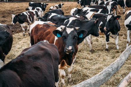 Black and white cows grazes in the pen, industrial breeding husbandry of cows on a dairy farmの写真素材