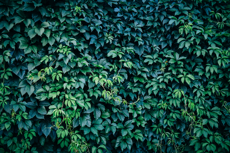 Green plant leaves background, foliage wall. Nature spring concept, toned