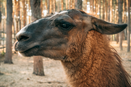Brown llama portrait, close up at nature backgroundの写真素材