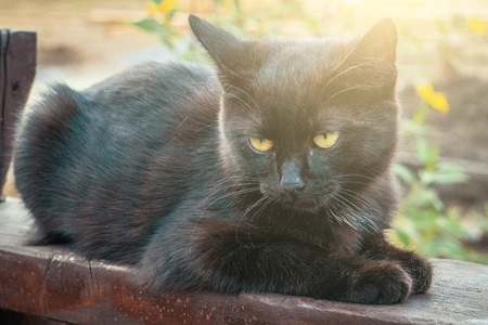 Sad cute little black cat sitting on fence and looking down, tonedの写真素材