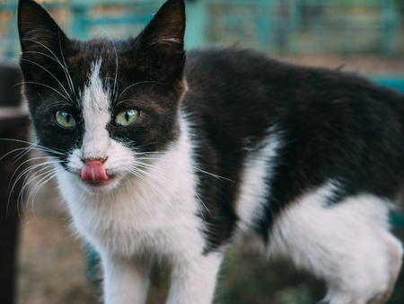 Cute black and white little kitten licked and looks at the camera, portrait of pet, cat close-upの写真素材