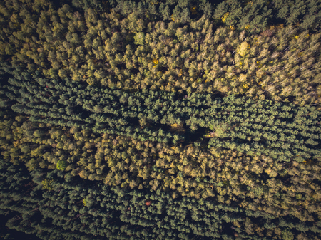 Aerial top view of forest, rows of pine and deciduous trees, view from above, tonedの写真素材