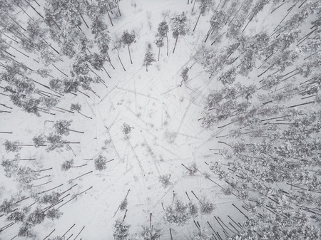 Frozen winter forest in fog or myst, beautiful snowy nature landscape aerial top view from drone.