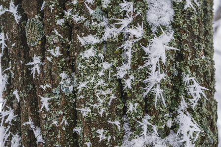 Large hoarfrost or rime or frost needles on frozen tree trunk in winter forest, close-upの写真素材