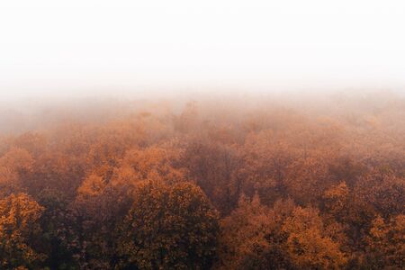 Aerial shot of tops of orange trees in autumn forest in foggy day. Morning mist in nature park, view...