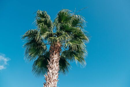 Palm tree with green branches in Cyprus against blue sky as tropical background.