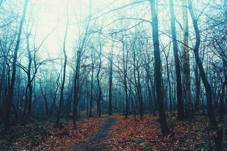Scary foggy forest in cold autumn day, woods in mist, horror and fantasy nature landscape, toned