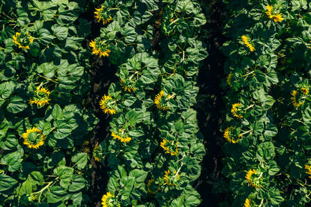 Sunflower field, aerial top view from drone, close up. Rows of blooming sunflowers.