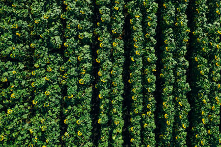 Sunflower field, aerial top view from drone, close up. Rows of blooming sunflowers.の写真素材