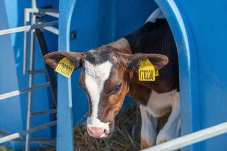 Calf in box or calf-houses at dairy farm, close up