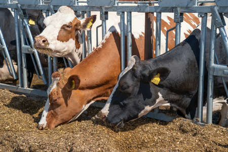 Cows on dairy farm eating hay in outdoor barn. Breeding milking cattle.の写真素材