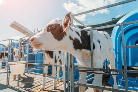 Young cute calf in box or calf-houses at dairy farm.の写真素材