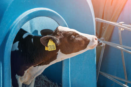 Young cute calf in box or calf-houses at dairy farm.の写真素材