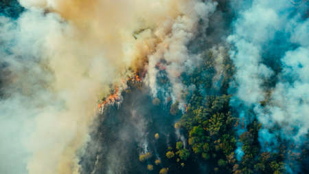Aerial drone top view of fire or wildfire in forest with huge smoke clouds, burning dry trees and grass.の写真素材