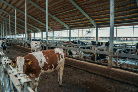 Cows eat hay on dairy farm in cowshed, industrial milk productionの写真素材