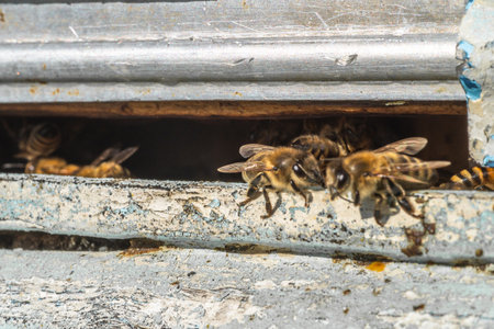 Close-up macro shot of bees at entrance to hive. Beekeeping, natural organic raw materials production.の写真素材