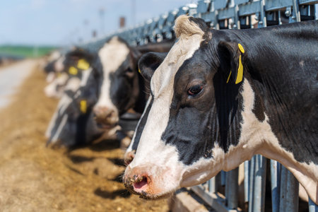 Cows on dairy farm in outdoor cowshed. Cows breeding at modern dairy farm.の写真素材