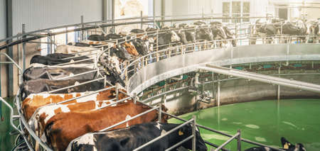 Cows on dairy farm on automated machine equipment for milking, banner panoramic image.の写真素材
