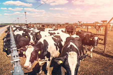 Cow husbandry, agriculture industry, cows in cowshed on dairy farm.の写真素材