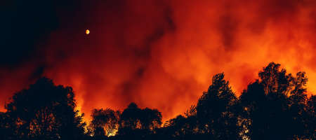 Forest fire at night, wildfire dry summer season, burning nature, horizontal banner image.の写真素材