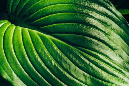 Green plant Hosta leaf background, macro photo.