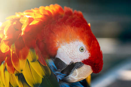 Beautiful Red Macaw Parrot cleaning his feathers by beak.の写真素材