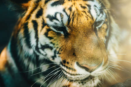 Tiger head or face in sunlight. Beautiful animal wildcat.の写真素材