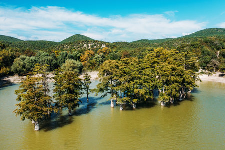 Cypress Lake Sukko aerial view with green trees standing in lake water in Anapa mountains, Russia.の写真素材
