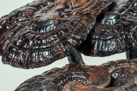 Dried Lingzhi or Ganoderma Lucidum or Reishi mushroom on white. Asian herbs for health.