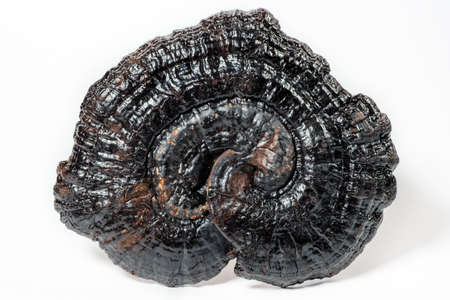 Dried Lingzhi or Ganoderma Lucidum or Reishi mushroom on white. Asian herbs for health.