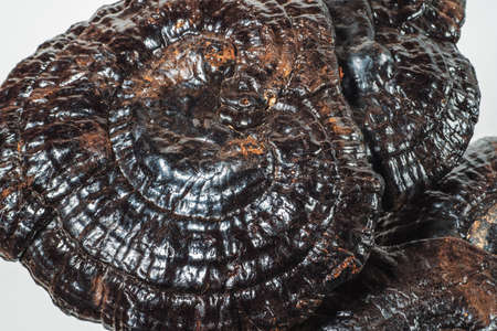 Dried Ling Zhi or Reishi Mushroom or ganoderma, macro photo. Chinese Herbal Medicine.