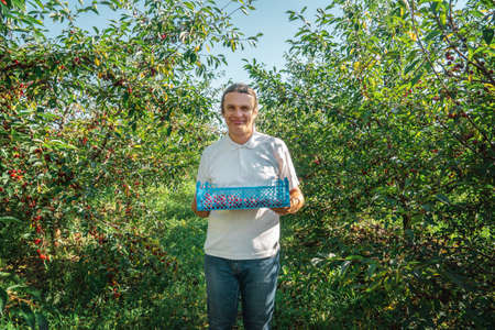 Satisfied smiling farmer holding box of cherries in fruit-bearing orchard. Harvest time.