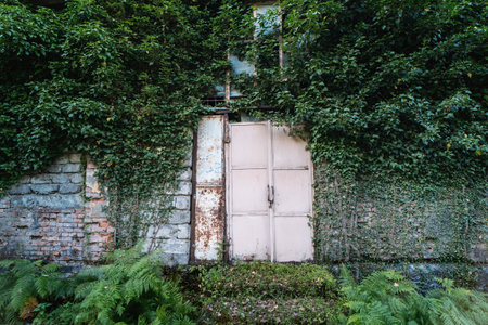 Wall of abandoned house heavily overgrown with green plants with rusty iron door.
