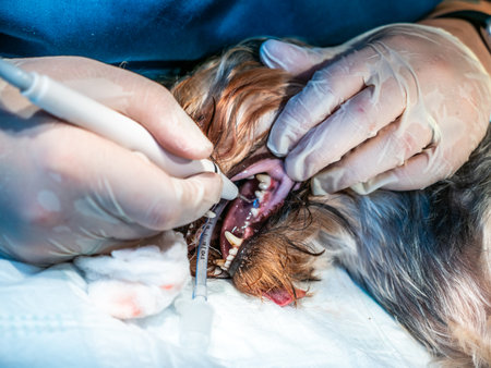 Veterinarian dentist clean dog teeth close up, pet is under anesthesia in veterinary clinic. Cleaning teeth from plaque and stone.の写真素材