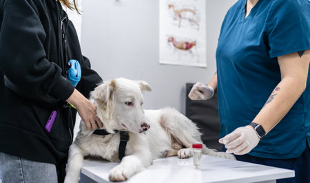 White dog with owner at veterinarian appointment. Pet on table for vet testing and examination.の写真素材