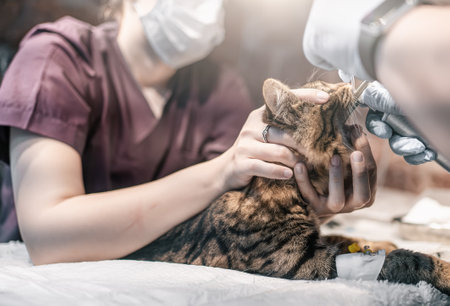Veterinarian and his assistant put animal under anesthesia before surgery. Castration of domestic cats is standard practice in veterinary clinics.の写真素材