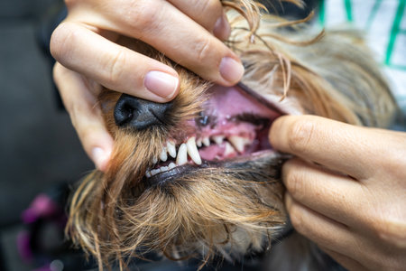 Veterinarian dentist shows dog teeth after cleaning from plaque and stone, close up.の写真素材
