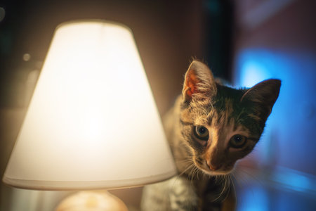 Cat near warm glowing lamp indoors. Cute kitten exploring illuminated space, cozy atmosphere with soft shadows and contrast. Perfect for themes of pets, home, and interior design.の写真素材