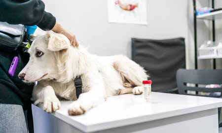 White dog on veterinary table looking anxious during medical examination, symbolizing pet care and health checkup in clinical environment.の写真素材