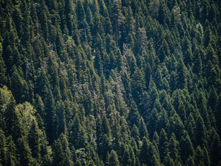 Green natural background of dense coniferous forest forming vibrant pattern. Towering evergreen trees blanket steep slope in lush woodland scenery.の写真素材