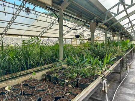 Greenhouses or glasshouse with plants indoor growing technology and cultivation. Plant breeding in horticultural industry.の写真素材