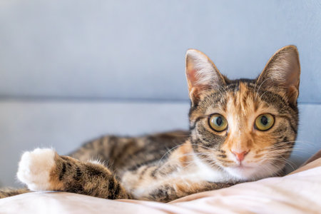 Cat relaxing on bed in cozy home interior. Pet care, mental health, veterinary, lifestyle, comfort and domestic animal concept.の写真素材