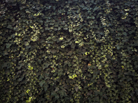 Ivy leaves dense texture wall nature background symbolizing eco green living, sustainable design,...