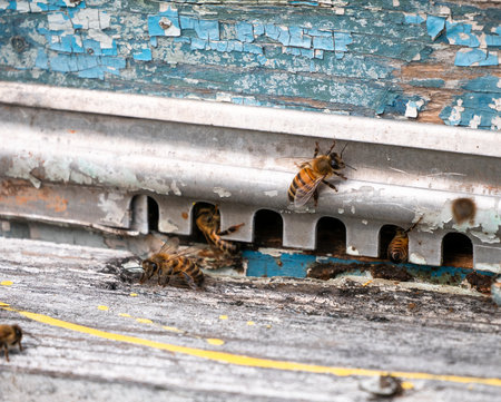 Honey bees at wooden hive entrance. Pollination, biodiversity, organic farming, sustainable agriculture and importance of bees for environment.の写真素材