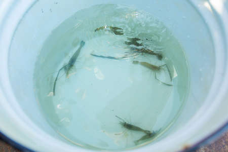 Live green shrimps in a metal bucketの写真素材