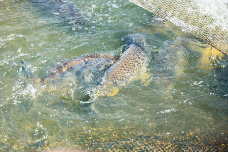 Fish Black Cupid caught in the net on the lake