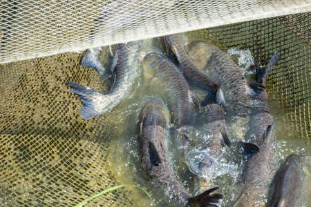 Fish carpenter in the net on the lake