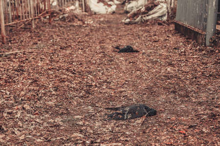 Ancient cemetery mysticism mystery ghost spirits bring deathの写真素材