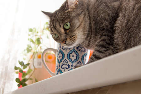 gray cat with blue mug close-upの写真素材
